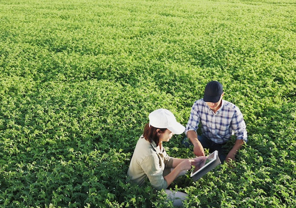campo agricoltura digitale